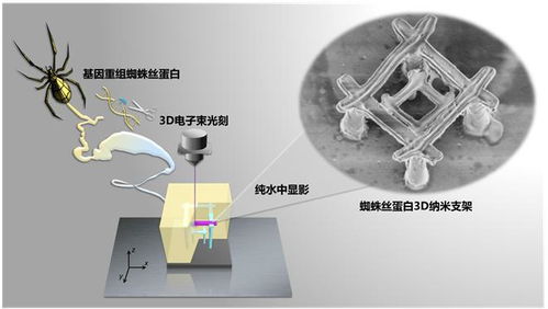 中國科學家研發(fā)出納米機器人,材料竟是蜘蛛絲