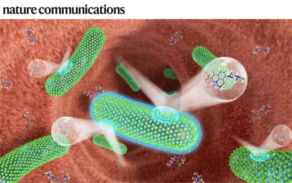 專訪郭俊凌丨川大/哈佛團隊合作開發(fā)植物多酚納米材料,可保護益生菌免受抗生素殺傷,相關LBP活體生物藥計劃推進臨床I期