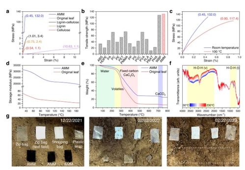 將枯葉轉化為活性多功能材料,如蒸發(fā)器 光催化劑和生物塑料